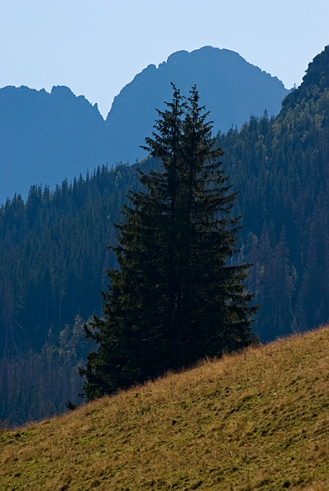 12_Tatry_widok z Rusinowej Polany na Mieguszowiecki Wielki.jpg